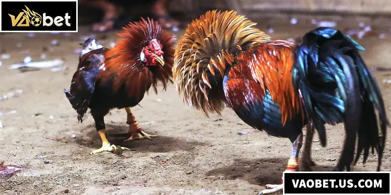 Đá gà tre chính là sân chơi đá gà hấp dẫn mà kê thủ không thể bỏ qua
